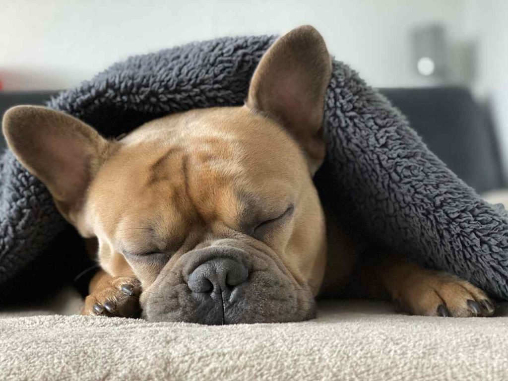 Bulldog