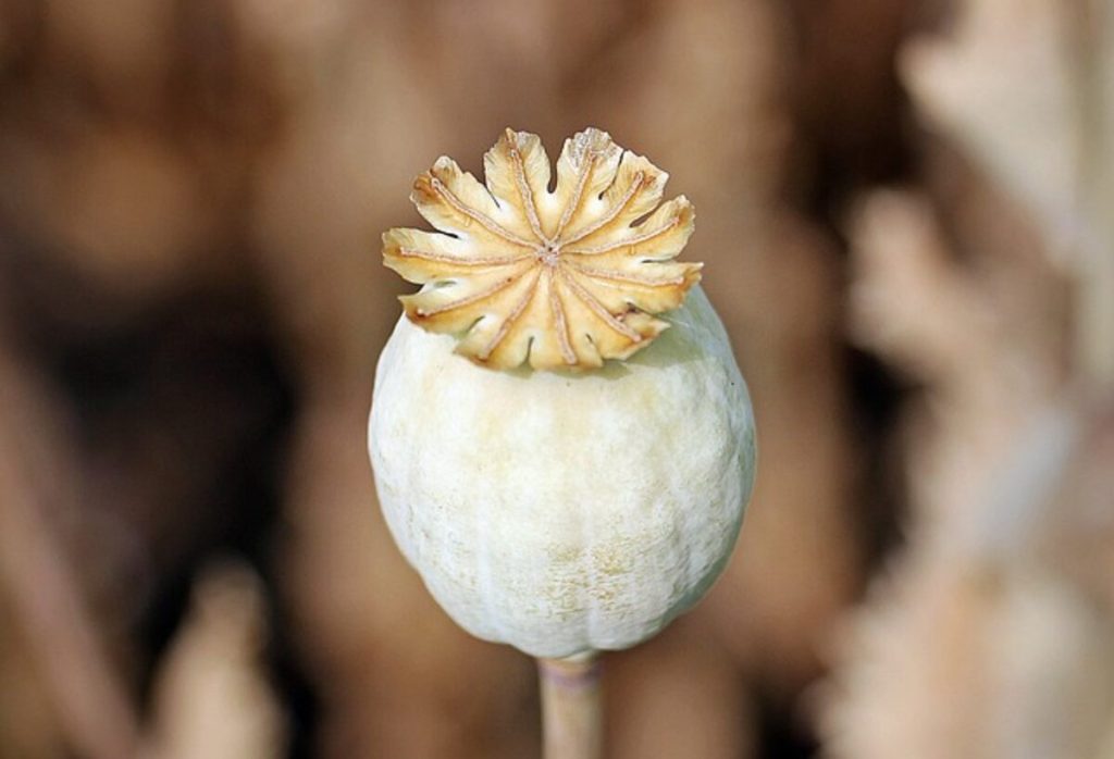 Poppy pods