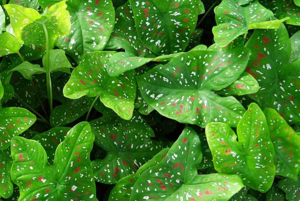 caladium 382342 640 1