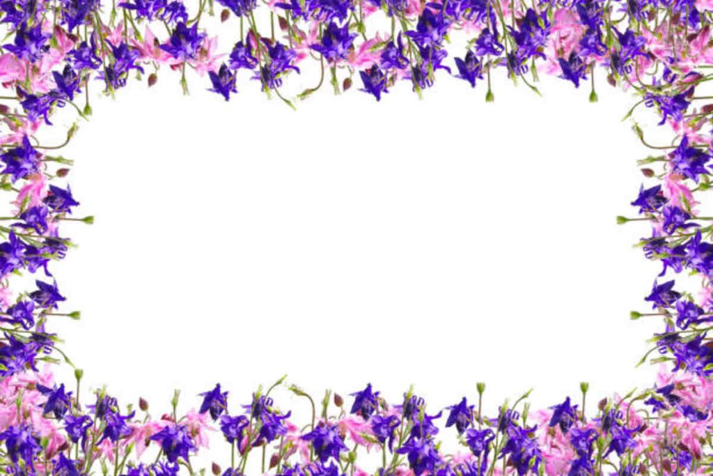 Lavender Flower Tattoo Frames