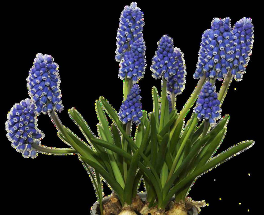 Plants and Minerals