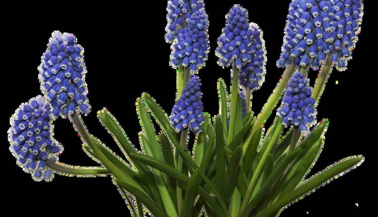 Plants and Minerals