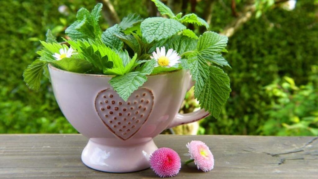Plant Detox