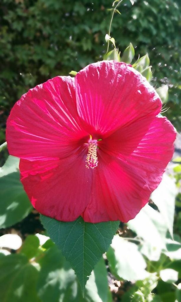 Hawaiian Plants