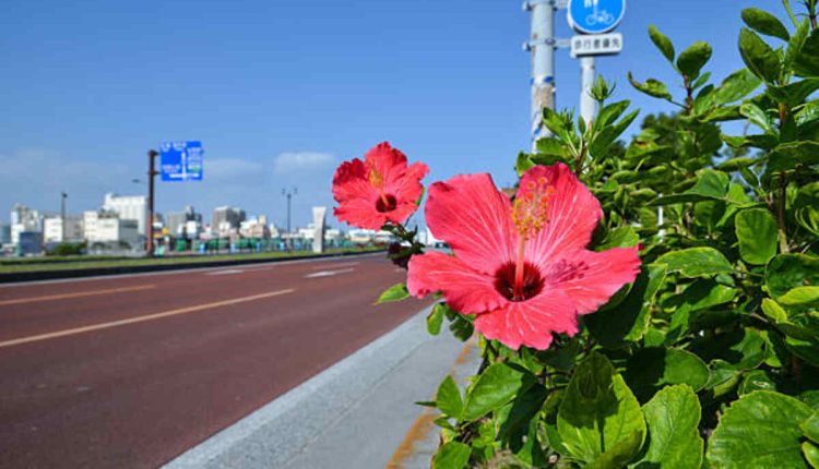 Lily Rose Flower - The Newest Trend in Lilies