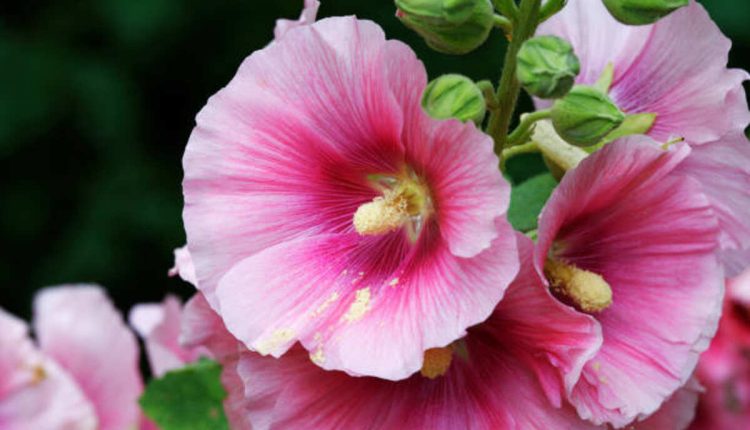Pandora Flower Ring - Daisies and Cubic Zirconia