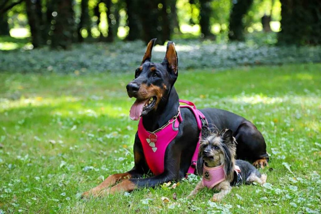 designer dog harness and leash set