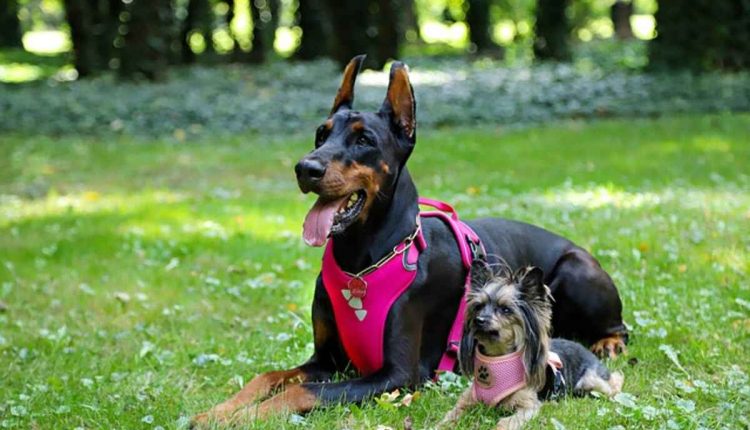 designer dog harness and leash set