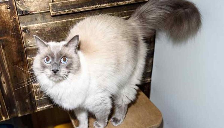 Astral Pet Store - Chapter