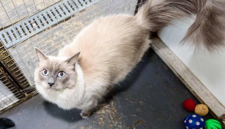 Astral Pet Store Chapter 93