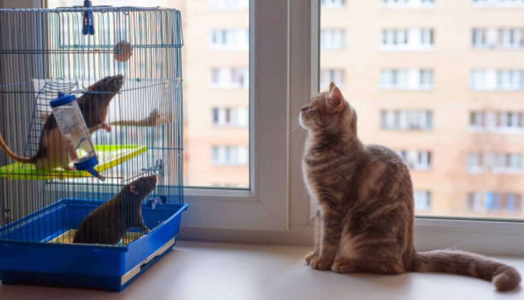 Wonder Pets Metacafe