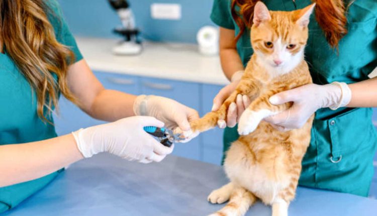 Cat grooming service