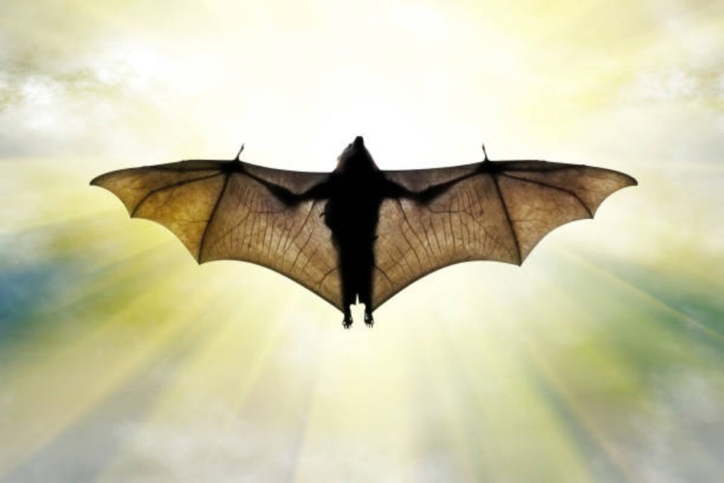 Dreaming About Bats and What It Means To You