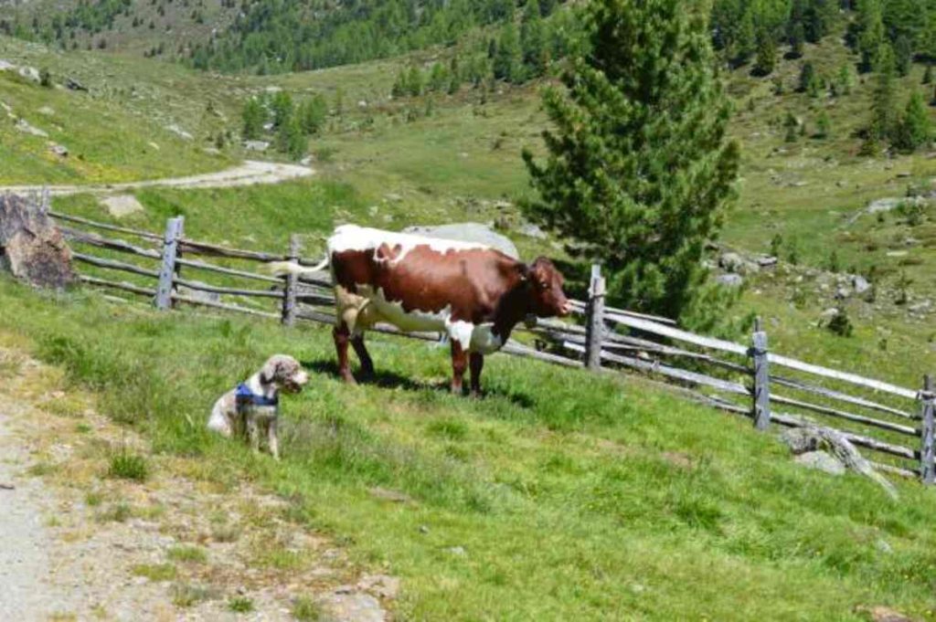 Did You Hear About the Cow That Cried Wolf