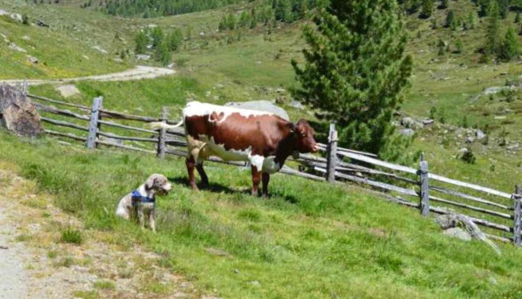 Did You Hear About the Cow That Cried Wolf