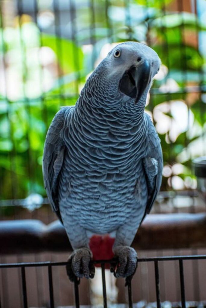 Picking out the Perfect African Gray Congo