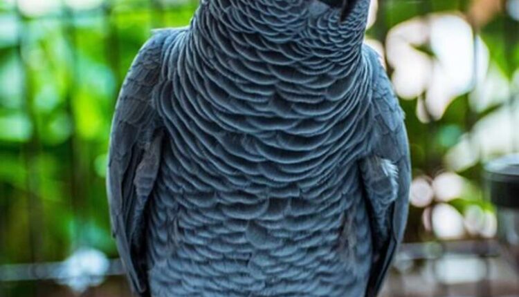 Picking out the Perfect African Gray Congo