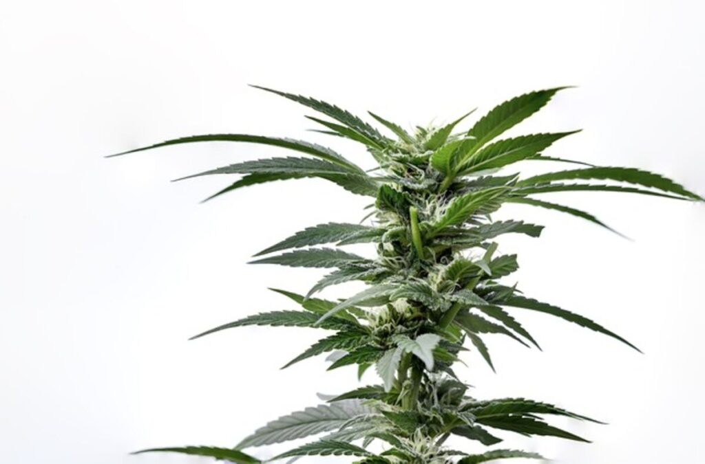 THCA vs . THC Key Variations Explained