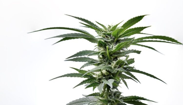 THCA vs . THC Key Variations Explained