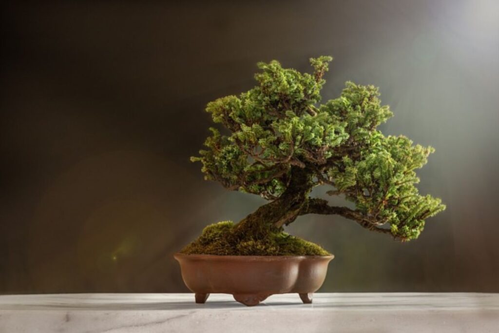 Crucial Tree Services for Katy Residents
