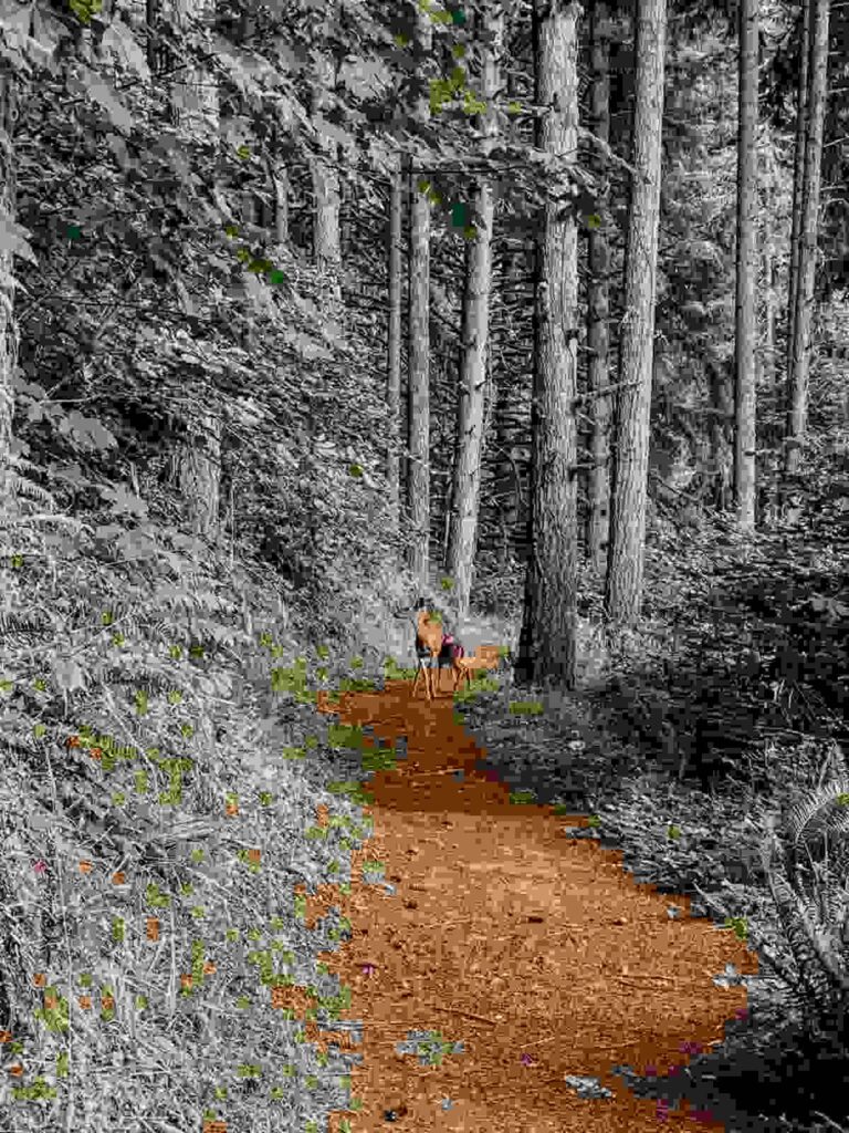Carmel Landscapes 5